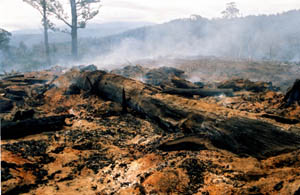 smoldering logged area